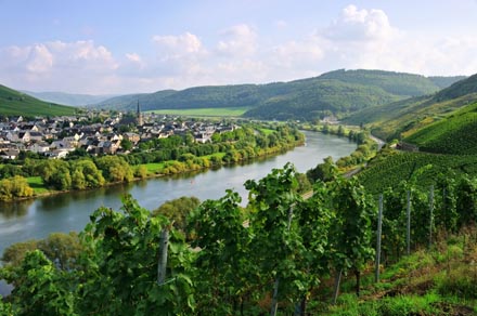 Die Mosel in Zeltingen-Rachtig.